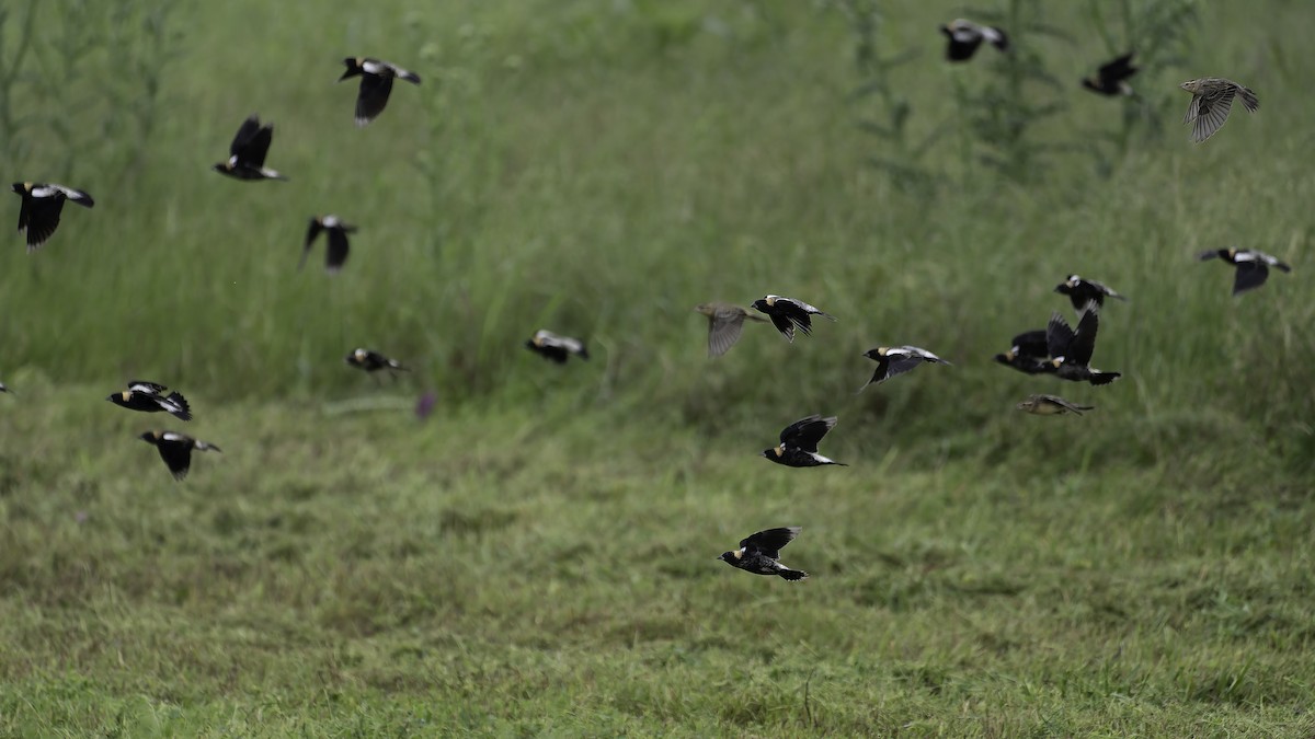 Bobolink - ML635755848
