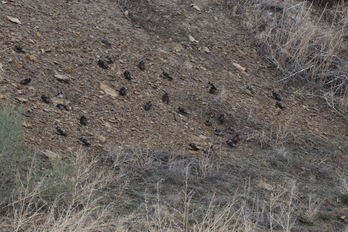 Cliff Swallow (pyrrhonota Group) - ML635755852
