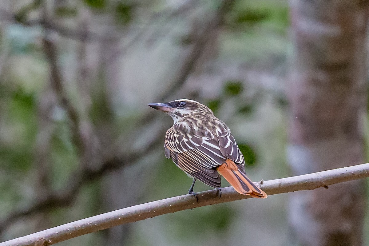 Streaked Flycatcher - ML635755853
