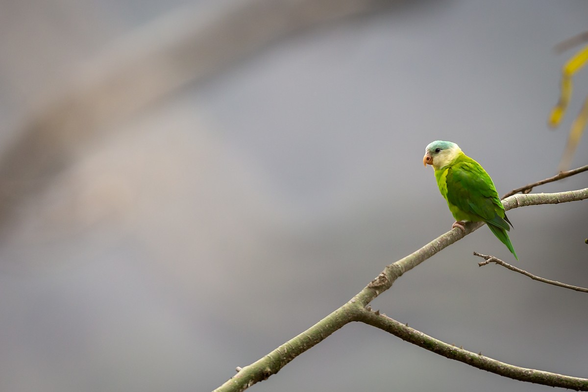 tirika šedolící - ML635755913