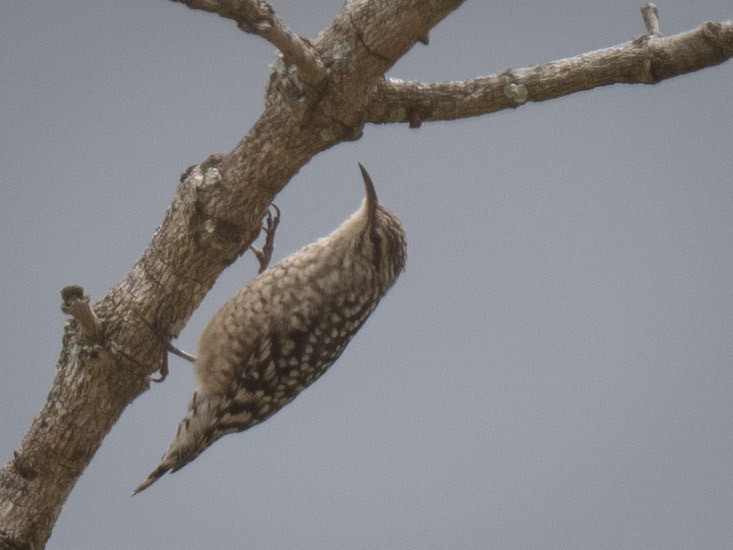 African Spotted Creeper - ML635755915