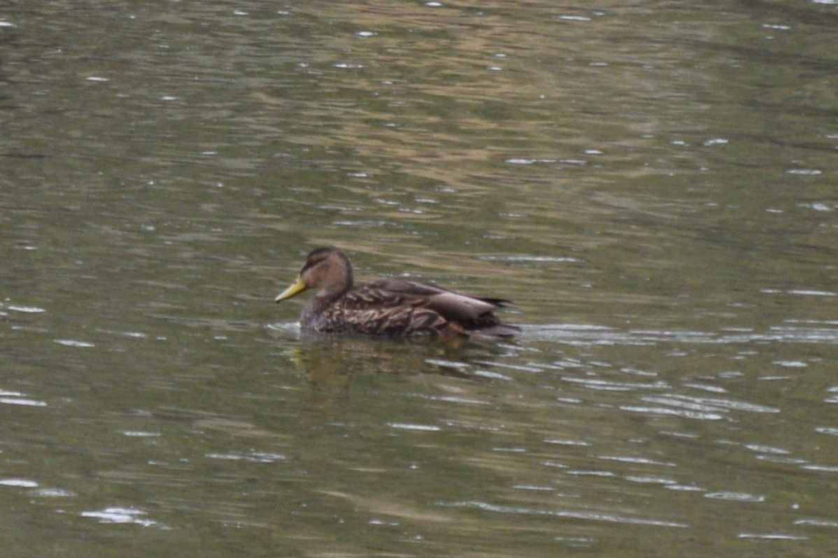 Mexican Duck - ML635755919