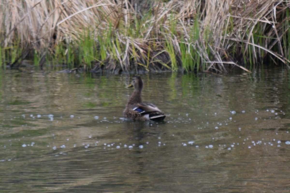 Mexican Duck - ML635755927