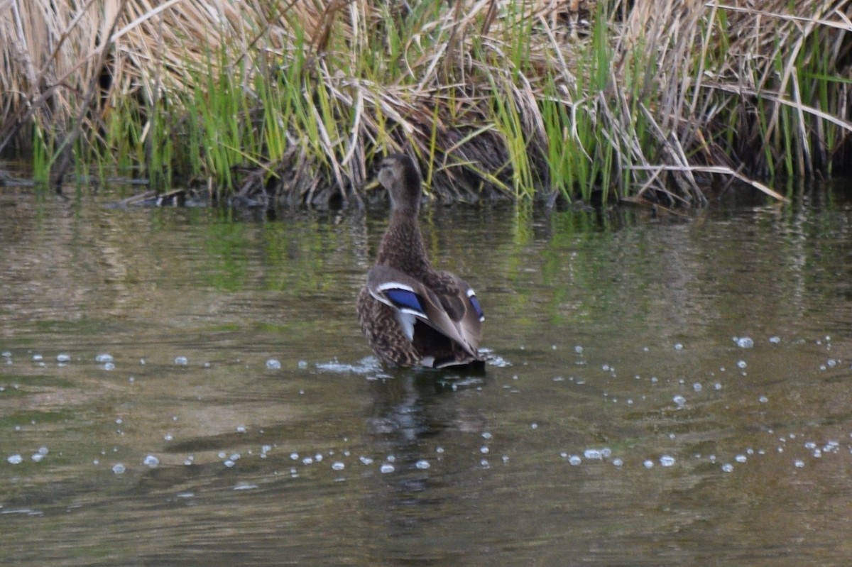 Mexican Duck - ML635755928
