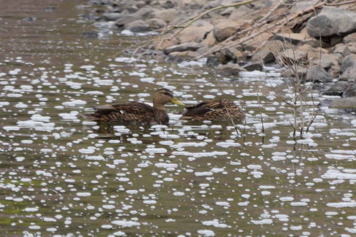 Mexican Duck - ML635755933