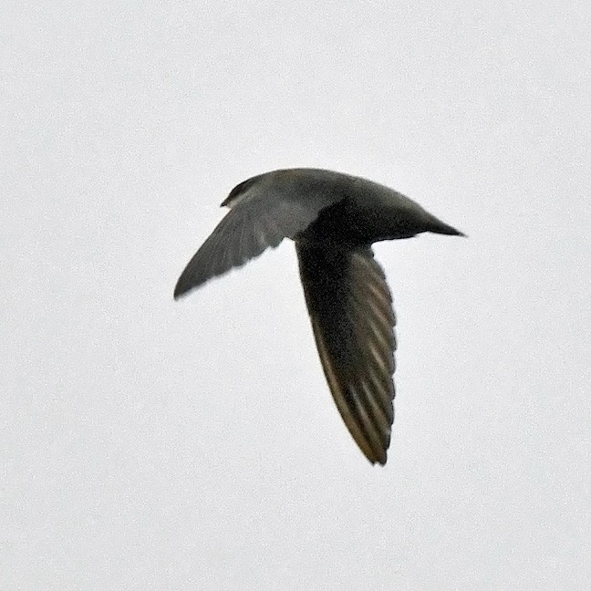 Chimney Swift - ML635755945