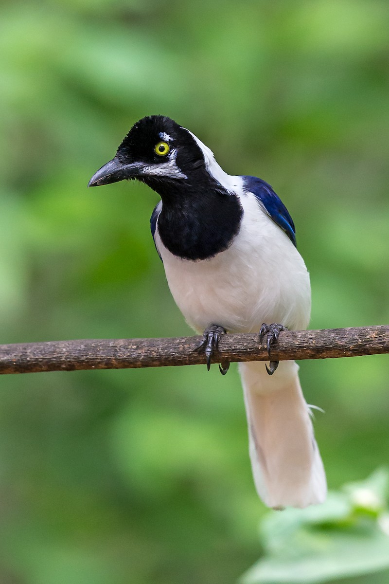 sojka běloocasá - ML635755952