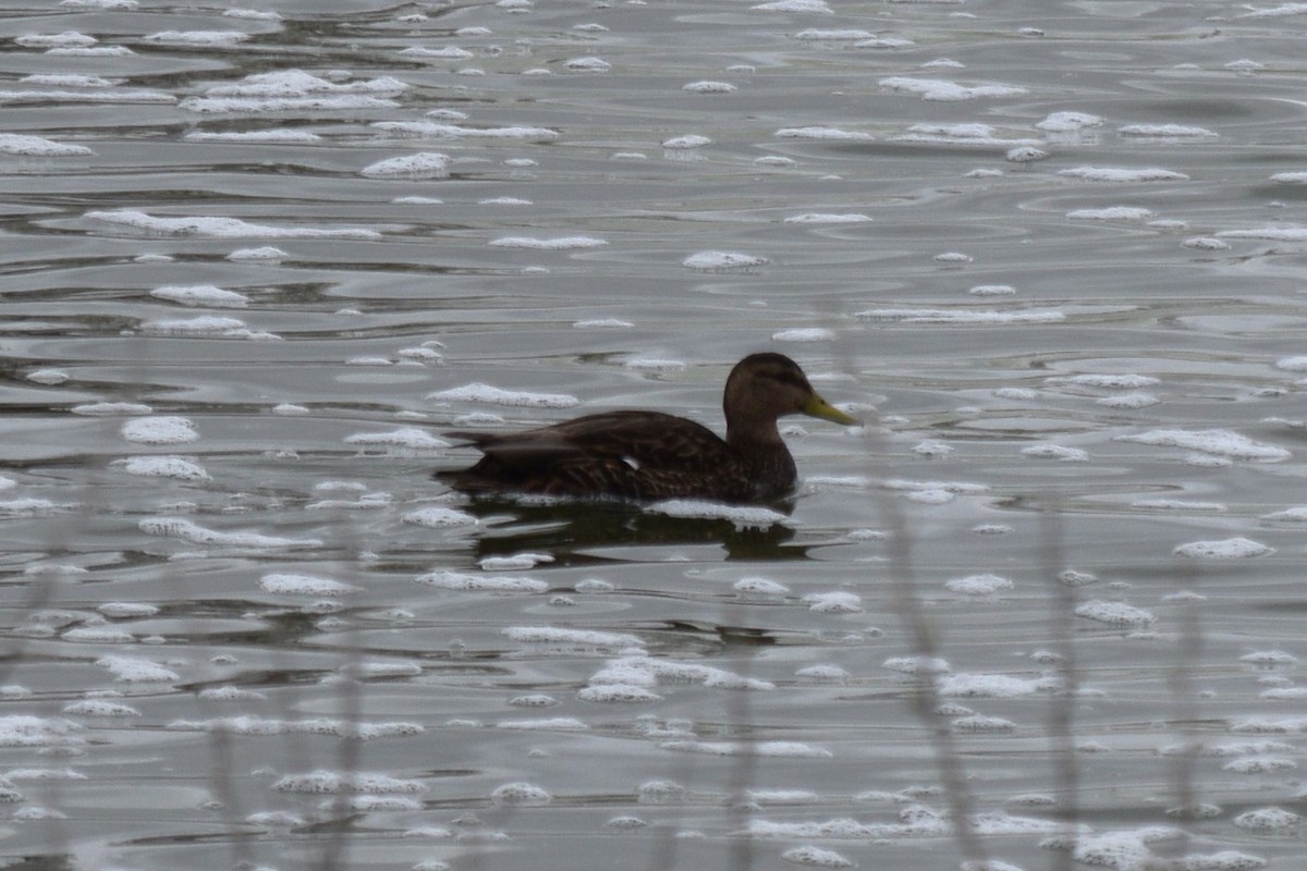 Mexican Duck - ML635755955