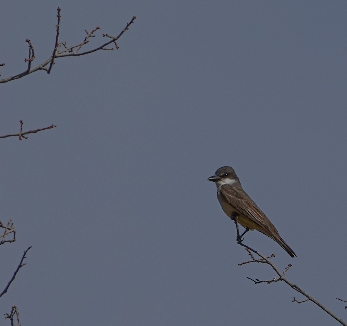 Thick-billed Kingbird - ML635755986