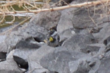 Yellow-rumped Warbler (Myrtle) - ML635755988