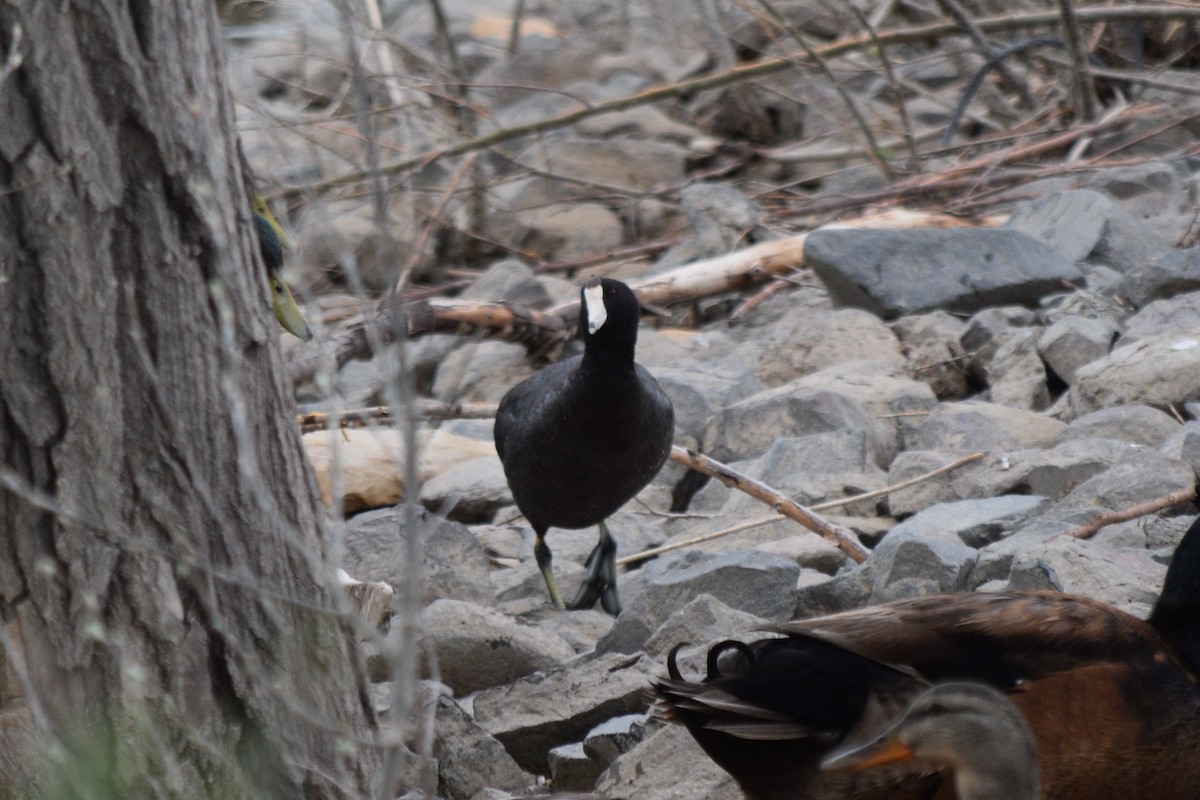 American Coot (Red-shielded) - ML635756021