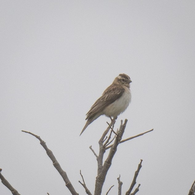 Yellow-throated Bush Sparrow - ML635756030