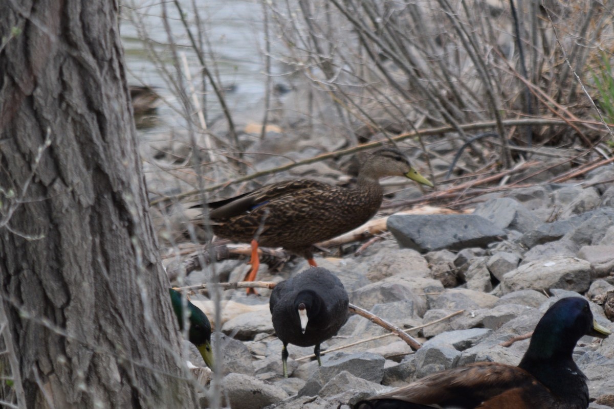 Mexican Duck - ML635756037