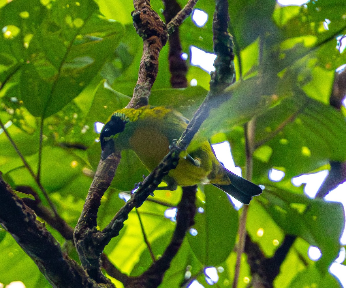 Green-and-gold Tanager - ML635756039