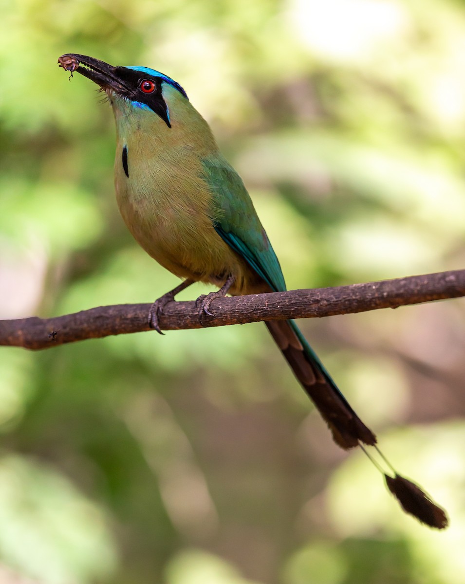 momot houkavý - ML635756040