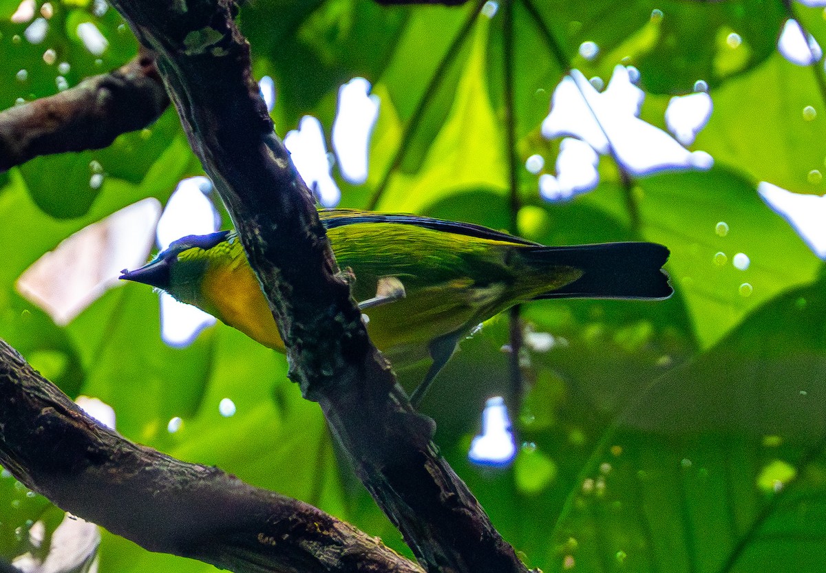 Green-and-gold Tanager - ML635756050