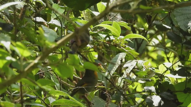 Red-billed Leiothrix - ML635756074