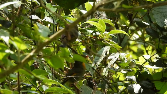 Red-billed Leiothrix - ML635756077