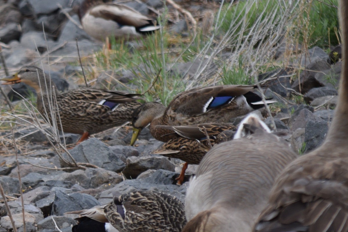 Mallard x Mexican Duck (hybrid) - ML635756087
