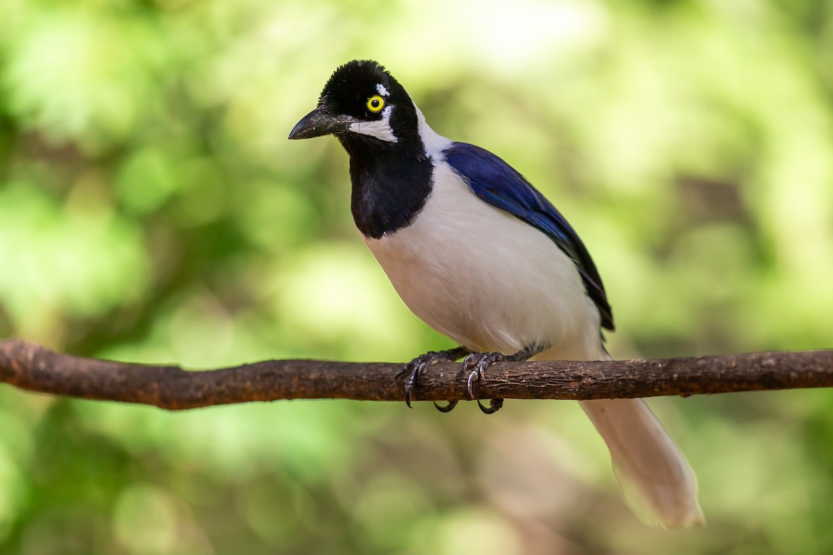 sojka běloocasá - ML635756089