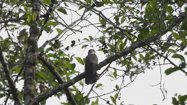 Himalayan Cuckoo - ML635756103