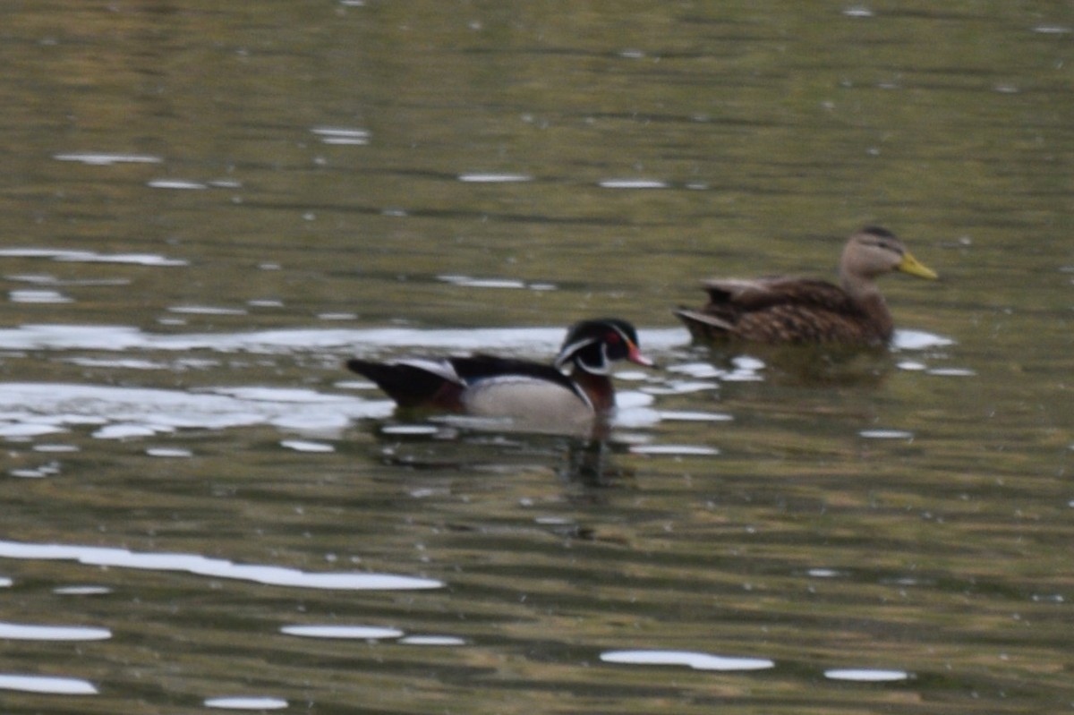 Wood Duck - ML635756109