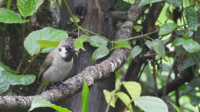 Himalayan Bulbul - ML635756222