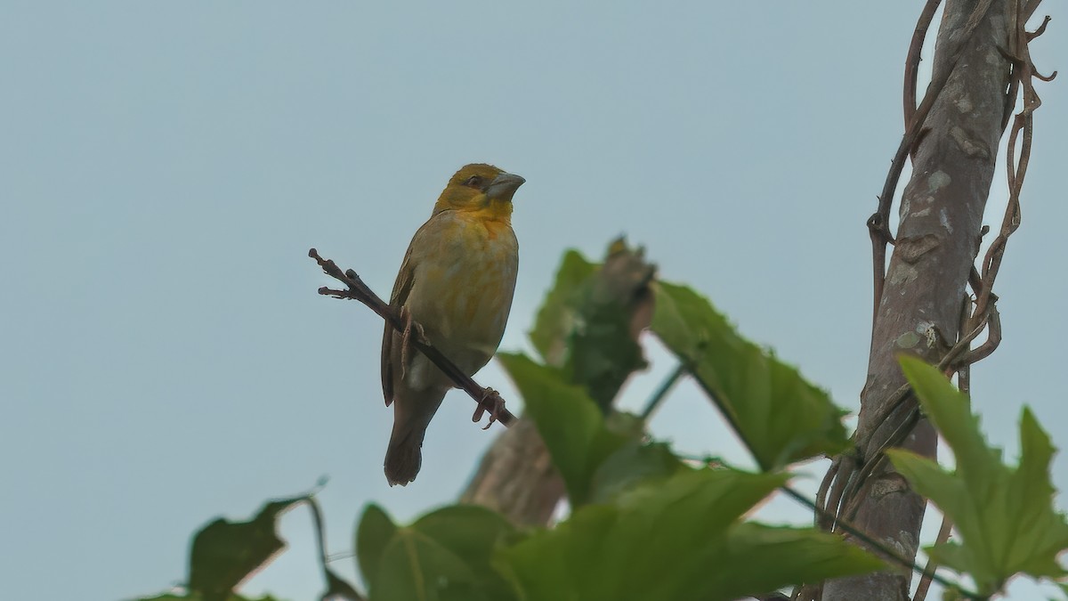Chestnut-and-black Weaver - ML635756310