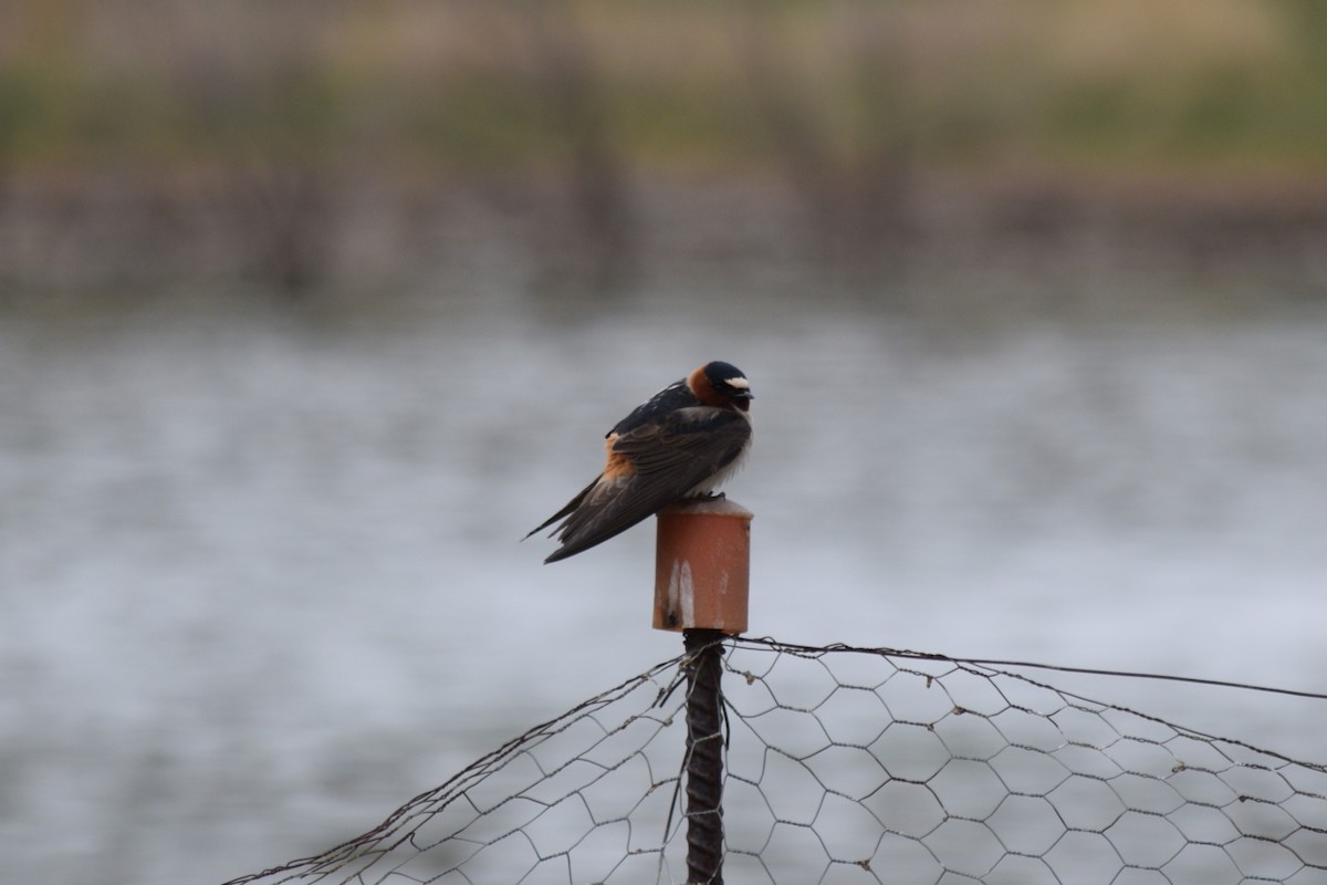 Cliff Swallow (pyrrhonota Group) - ML635756317