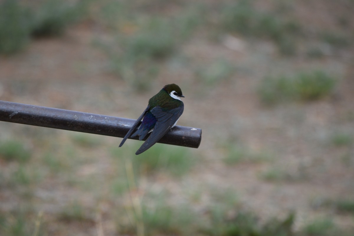 Violet-green Swallow - ML635756347