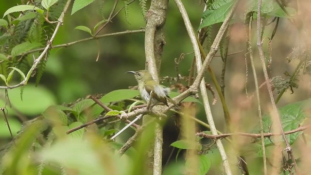 Black-throated Sunbird - ML635756360