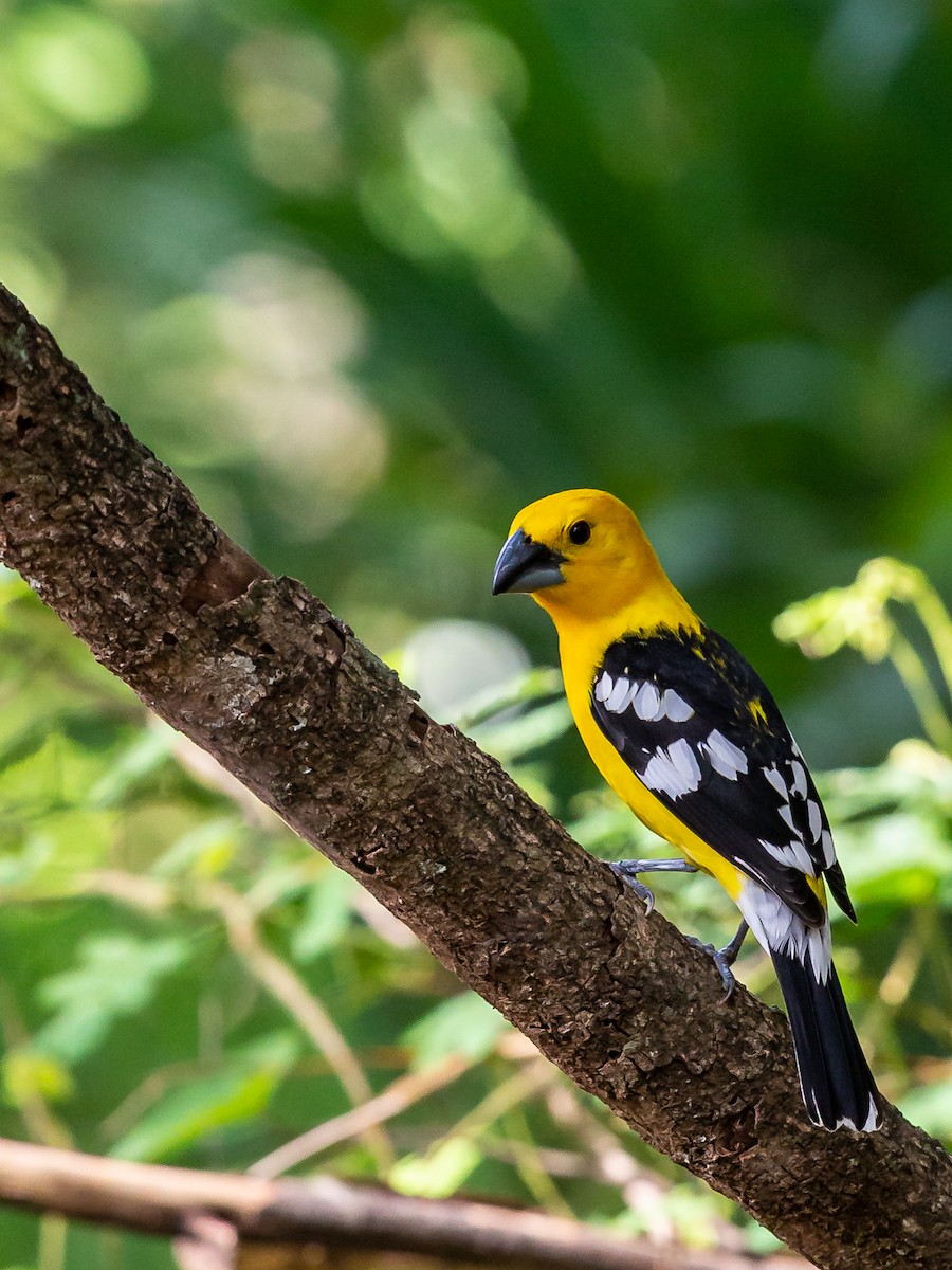 Golden Grosbeak - ML635756384
