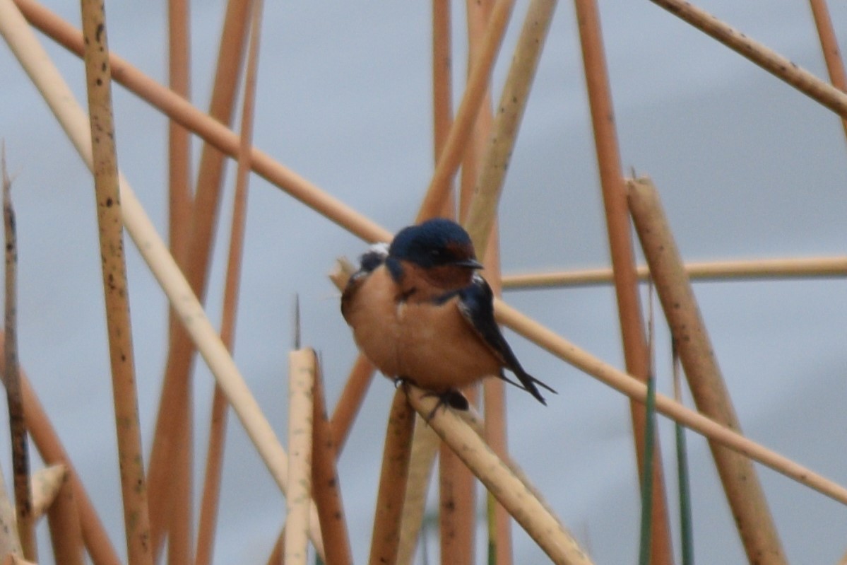 Barn Swallow (American) - ML635756395