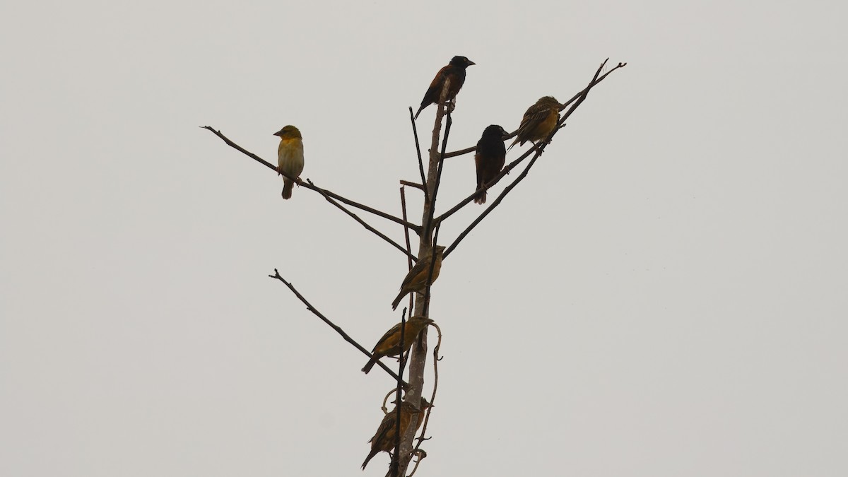 Chestnut-and-black Weaver - ML635756400