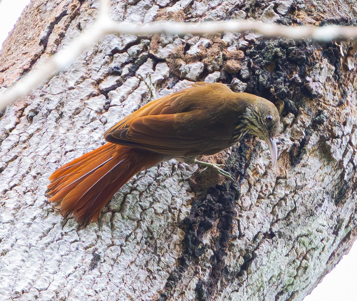 Dusky-capped Woodcreeper (Rondonia) - ML635756417