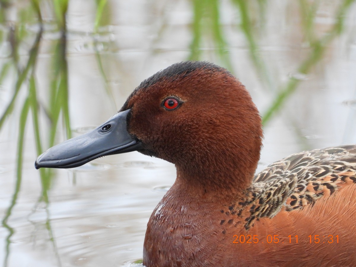 アカシマアジ - ML635756447