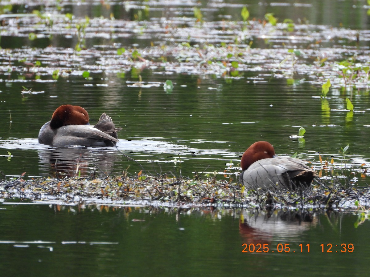 アメリカホシハジロ - ML635756459