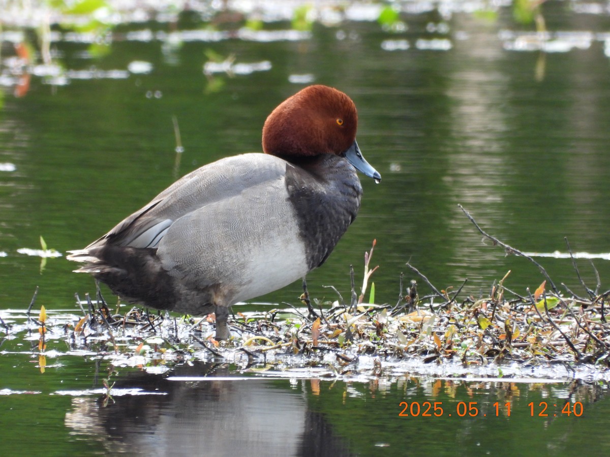 アメリカホシハジロ - ML635756471