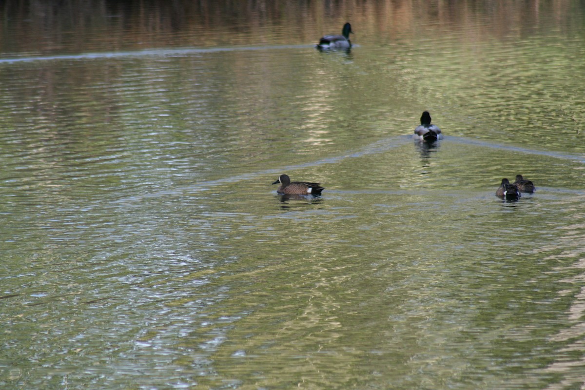 Blue-winged Teal - ML635756473