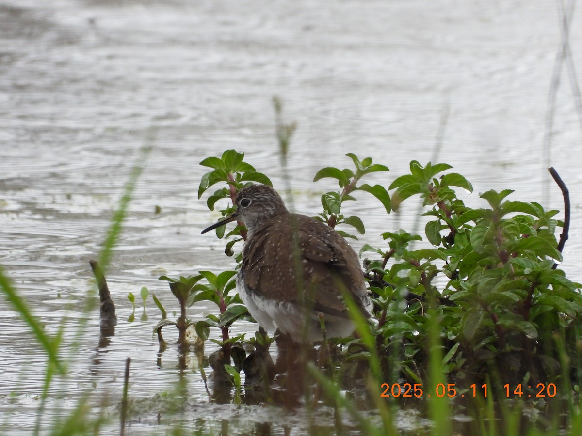 コシグロクサシギ - ML635756592