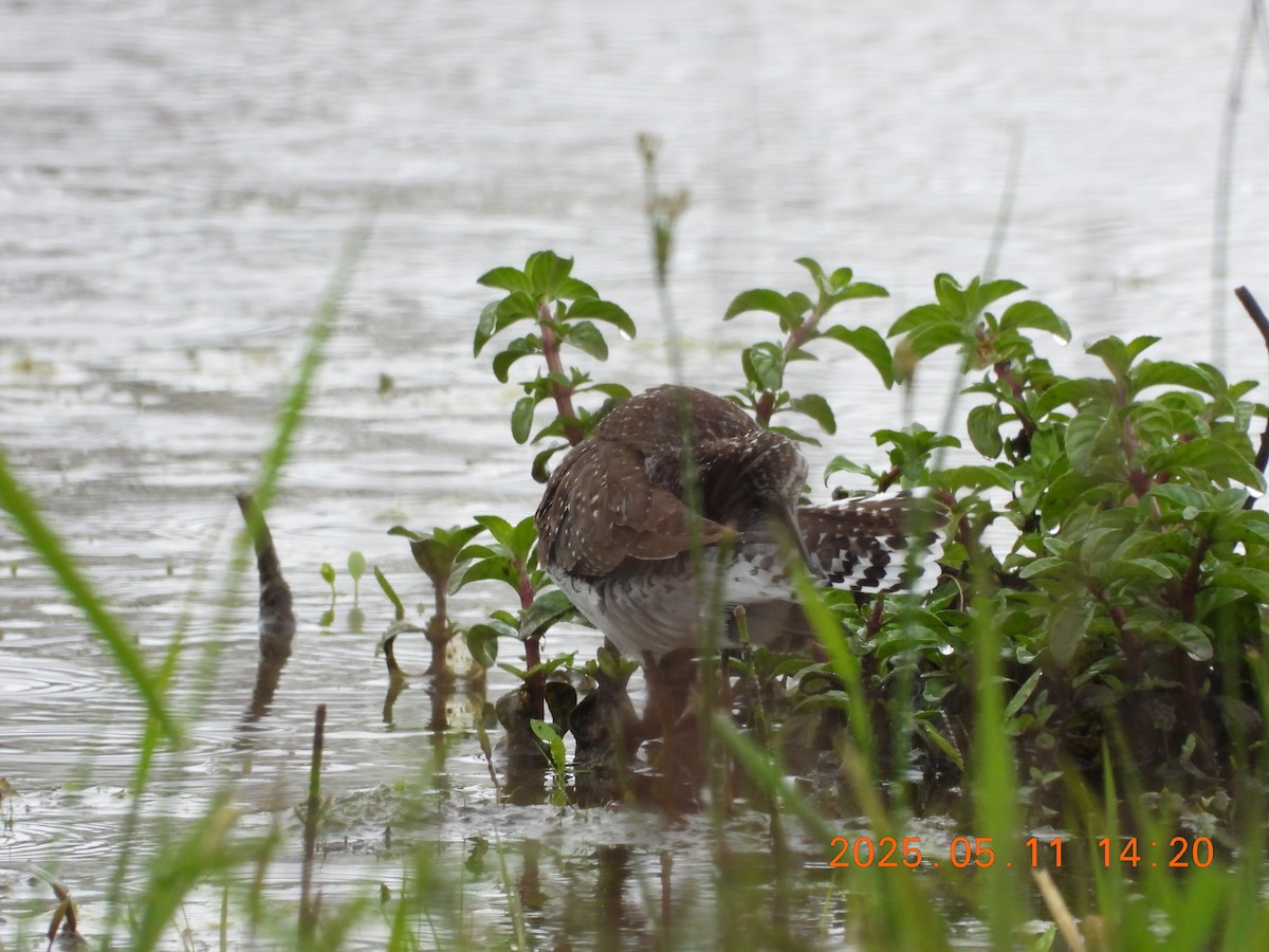 コシグロクサシギ - ML635756593