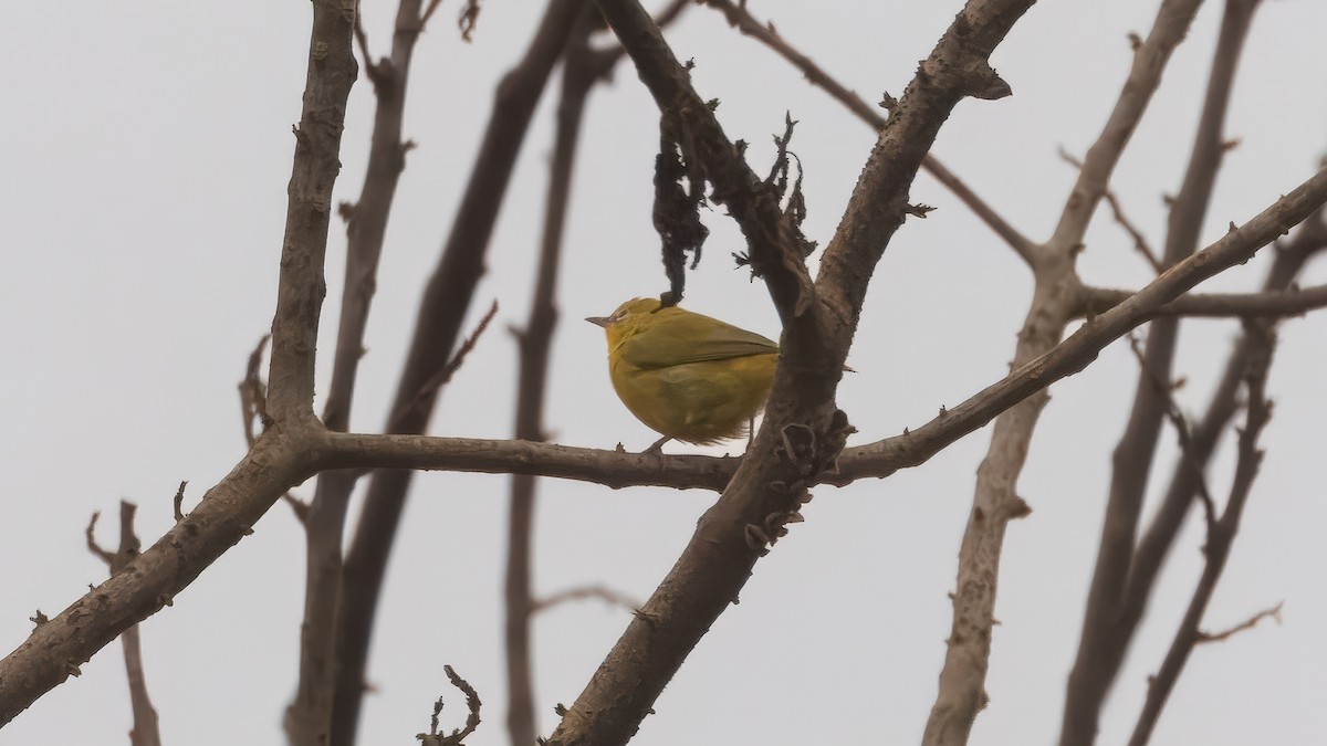 Northern Yellow White-eye - ML635756754