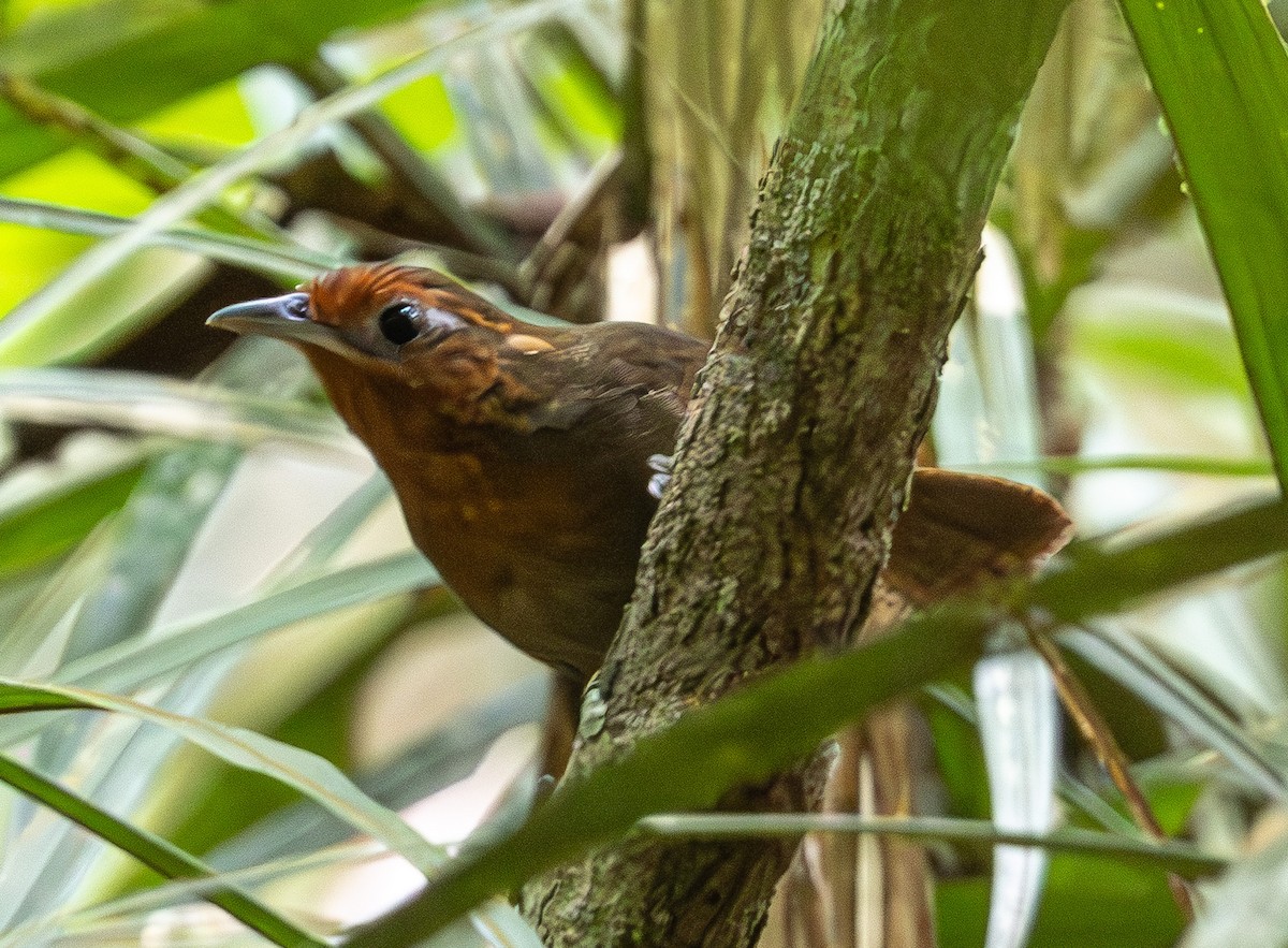 Musician Wren (Rondonia) - ML635756773