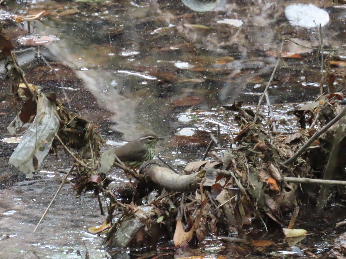Northern Waterthrush - ML635756784