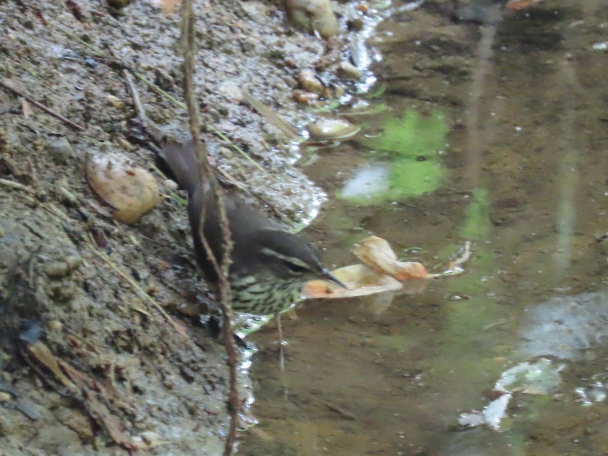 Northern Waterthrush - ML635756792