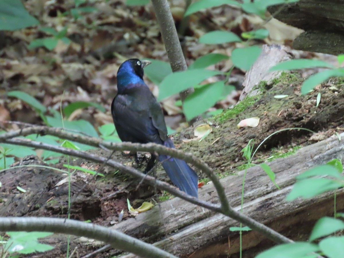 Common Grackle - ML635756807