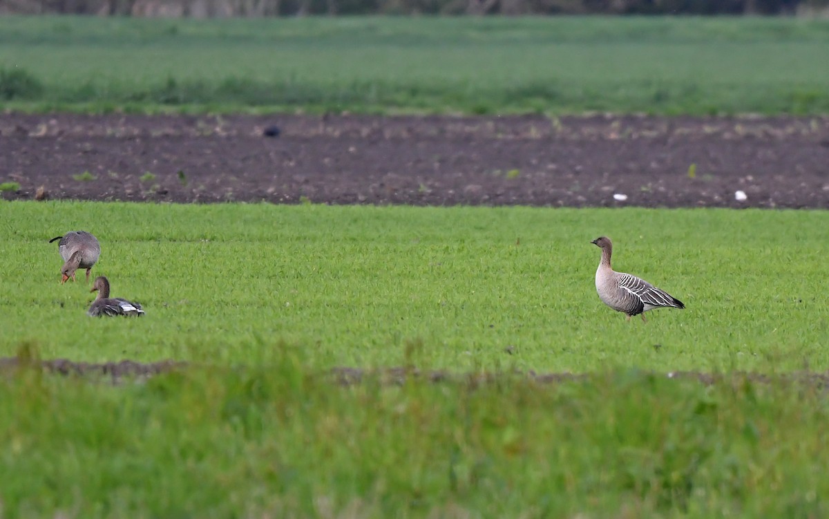 Pink-footed Goose - ML635756893