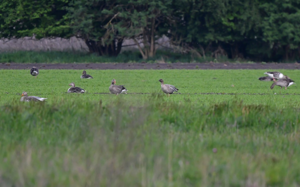 Pink-footed Goose - ML635756894