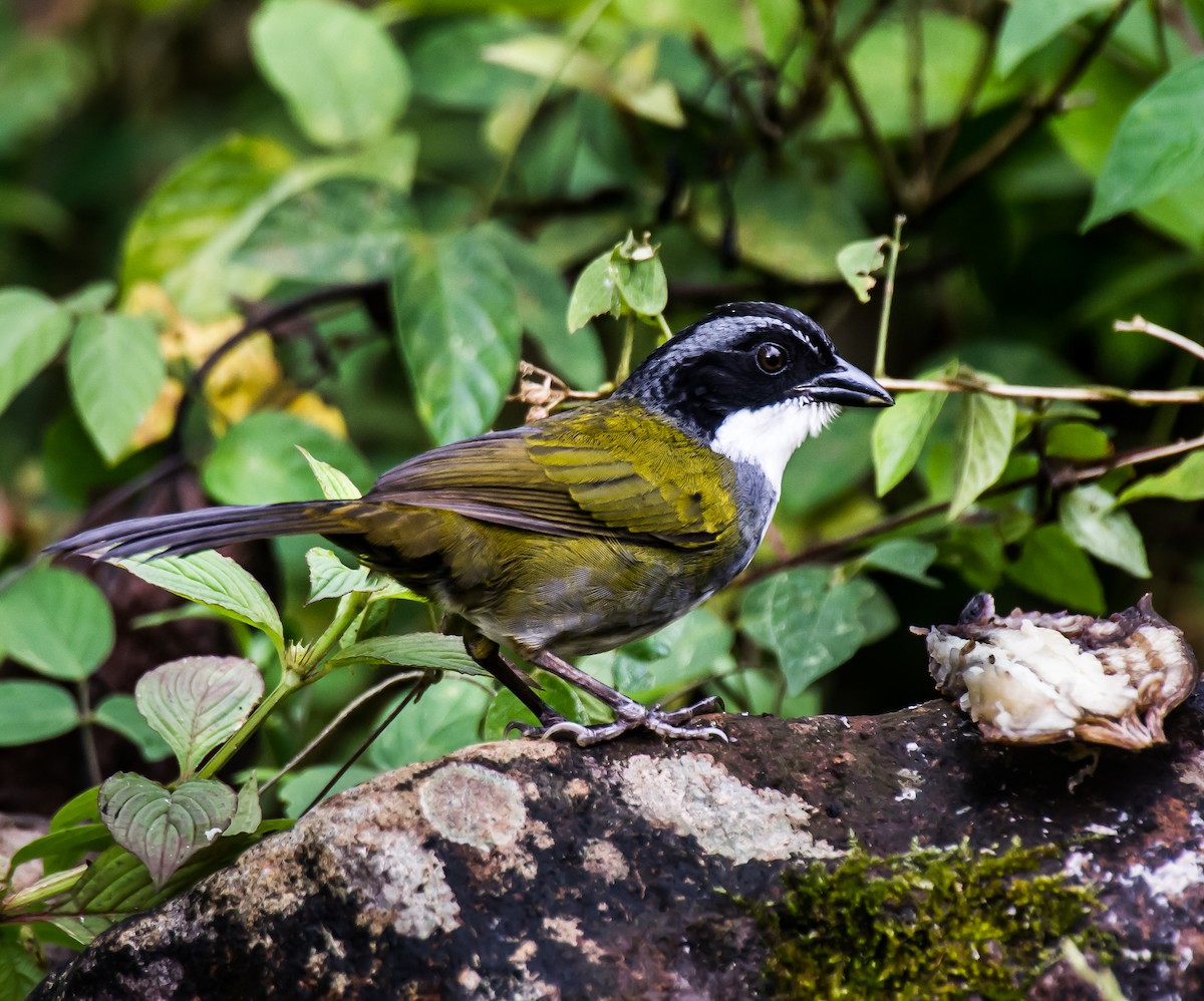 Costa Rican Brushfinch - ML635756923