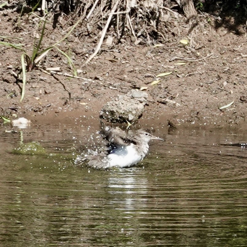 Flussuferläufer - ML635756947